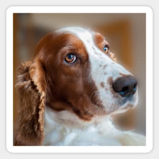 Welsh Springer Spaniel Sticker